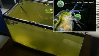 Raising Daphnia for the Freshwater Aquarium [upl. by Syd]