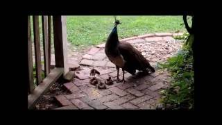 Baby Peacocks Peachicks and mother PeahenHettie Pepper [upl. by Isa760]