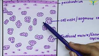 Histology of Hyaline Cartilage [upl. by Corel629]