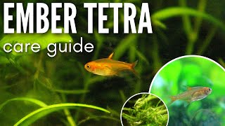 EMBER TETRA CARE  Everything You Need to Know About Hyphessobrycon amandae  TPD Talks [upl. by Dalt375]