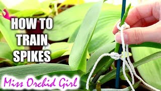 How to train Phalaenopsis Orchid flower spikes Very detailed tutorial [upl. by Dahsraf]