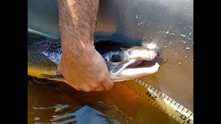 What’s New in the Penobscot River with Danielle Frechette fish biologist [upl. by Schramke917]