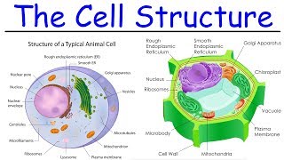 Biology  Intro to Cell Structure  Quick Review [upl. by Aicenat]