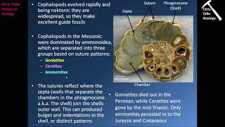 Mesozoic Life History Part 1  Part 1 [upl. by Chaudoin873]