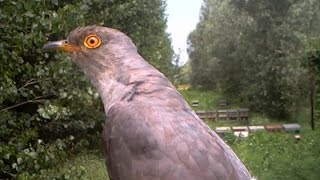 Cuculo  Common cuckoo Cuculos canorus 175 Fototrappolaggio a Corte Franca [upl. by Olocin]