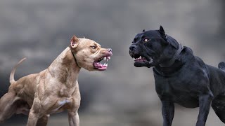 Cane Corso VS Pitbull  Highlights 101 [upl. by Wright]