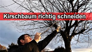 Super schlanken Kirschbaum schneiden  Kirschen Säulenbaum mit top Fruchtqualität [upl. by Kimberlyn377]