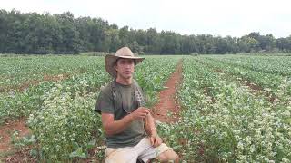 Cowpeas as a Cover Crop [upl. by Ennovihs966]