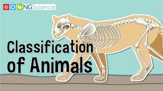 Classification of Animals [upl. by Aiselad]