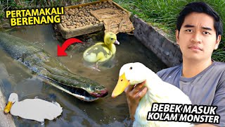 SEMUA BEBEK AKU MASUK KOLAM MONSTER SEBELUM DIKURAS [upl. by Bent771]