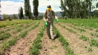 Pesticidewise spot spraying herbicides [upl. by Adnolrehs31]