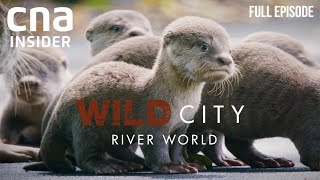 Singapores Waterways And Its Wild Inhabitants  Wild City River World  CNA Documentary [upl. by Ib]