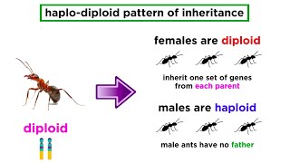 Mechanisms of Natural Selection Altruism and Kin Selection [upl. by Hadrian65]