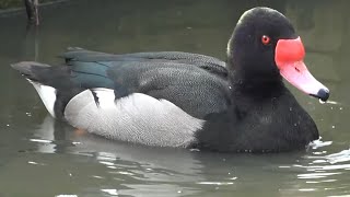 Rosybilled Pochard [upl. by Onitnerolf]