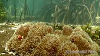 Yenbramuk Reef Mangrove Forest Raja Ampat [upl. by Elsbeth43]