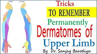 Trick to Remember DERMATOMES OF UPPER LIMB [upl. by Bilski]