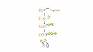 AntiHerpetic Drugs  How They Work [upl. by Saxe]