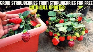 How To Grow Strawberries From Seed WITH UPDATES [upl. by Guildroy]