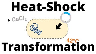 HeatShock Transformation Protocol for Bacteria [upl. by Marlette]