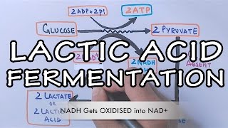 Lactic Acid Fermentation  Detailed [upl. by Daffie]