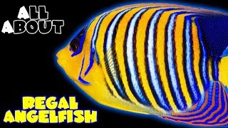 All About The Regal Angelfish [upl. by Wasserman95]