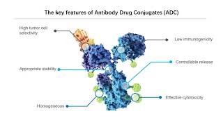 The basic knowledge of ADC  Creative Biolabs [upl. by Berard]