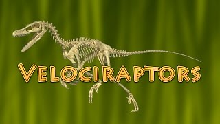 10 Facts About Velociraptor Dinosaurs for Kids  raptor [upl. by Gerladina]