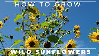 Wild Sunflower  Complete Grow and Care Guide [upl. by Ecienal]