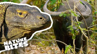 Komodo Dragon Eats Buffalo  Nature Bites [upl. by Eittocs]