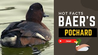 Baers pochard facts 🦆 found in Eastern Asia [upl. by Clerk]