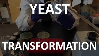 Yeast Transformation Lab Tutorial [upl. by Elleirad]