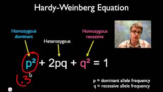 Solving Hardy Weinberg Problems [upl. by Doownelg614]