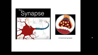 BTEC Applied Science Unit 1 Biology Synapses [upl. by Shelman]