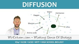 Diffusion  GCSE Biology 91 [upl. by Etnoval]