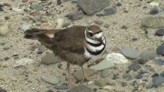 Killdeer bird fakes being injured [upl. by Athelstan869]