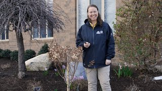 PETITTI  How to Prune Panicle Hydrangea Trees [upl. by Nemlaz]