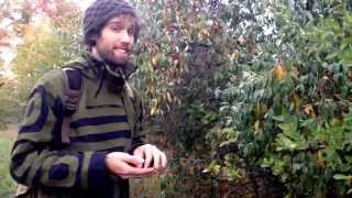 Autumn olive Elaeagnus umbellataDelicious Wild EdibleMedicinal [upl. by Narbig]