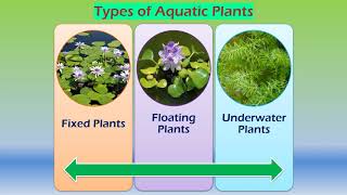 Adaptations in aquatic plants [upl. by Nnahsal]