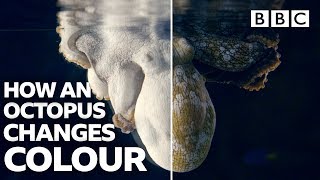 Amazing Octopus changing colour transformations  BBC [upl. by Yenitsed]