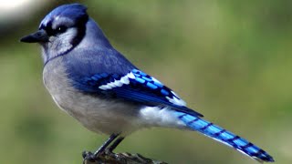 Blue jay bird call  song  sounds [upl. by Anyehs]