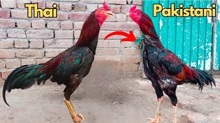 Pakistani Aseel Murga 🐓 Vs Thai Aseel Rooster 🐓 [upl. by Saenihp254]