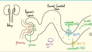 SGLT2 Inhibitors Explained in 3 Minutes [upl. by Lossa]