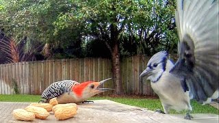 Blue Jays Versus Woodpecker [upl. by Gebelein]