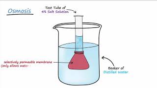 Diffusion amp Osmosis [upl. by Adair]