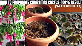 How To Propagate Christmas Cactus100 Success [upl. by Ladd]