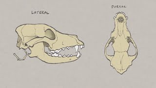 VNatomy  Canine Skull overview [upl. by Seana]