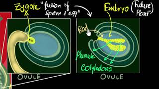 Fertilisation zygote embryo germination  How do organisms reproduce  Biology  Khan Academy [upl. by Aderf]