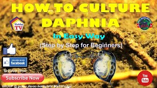 HOW TO CULTURE DAPHNIA In Easy Way [upl. by Chloette]