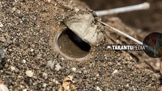 How a tarantula builds a trapdoor lid on its burrow [upl. by Trefler3]