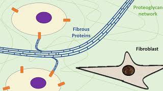 The Extracellular Matrix [upl. by Mailand]